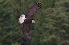 Bald Eagle Art Print